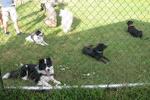 10 – jähriges Vereinsfest des Hundesportclubs Ungerndorf