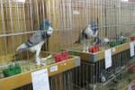 Kleintierausstellung Laa 018