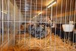 Kleintierausstellung Laa 021