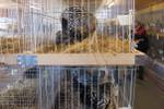 Kleintierausstellung Laa 022