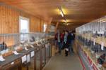 Kleintierausstellung Laa 024