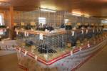 Kleintierausstellung Laa 025