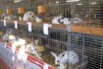 Kleintierausstellung Laa 026