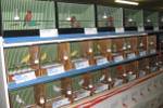 Kleintierausstellung Laa 029