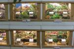 Kleintierausstellung Laa 030