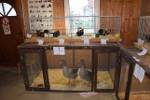 36. Kleintierausstellung