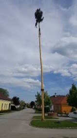 Maibaum 2018 - 001