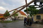 Maibaum 2019