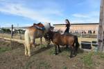 Eröffnung der Pferdefreunde Ranch Heart Breaker Horses Hanfthal