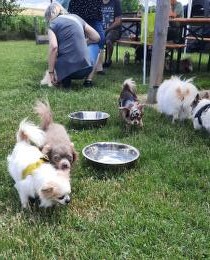Hundesportclub Ungerndorf – Zweites Chihuahua Treffen