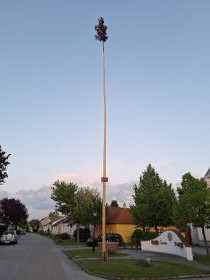 Maibaum 2024