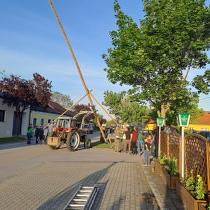 Maibaum 2024