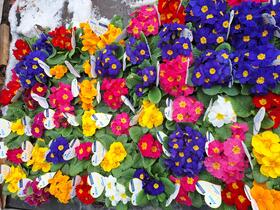 Blumengrüße zum Valentinstag