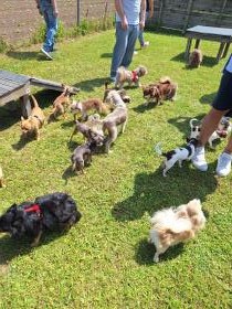 Chihuahua Treffen in Ungerndorf
