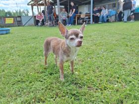 Chihuahua Treffen in Ungerndorf