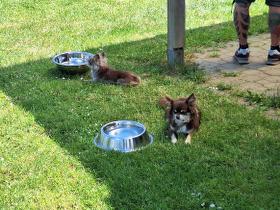 Chihuahua Treffen in Ungerndorf