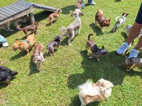 Chihuahua Treffen in Ungerndorf