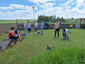 Chihuahua Treffen in Ungerndorf