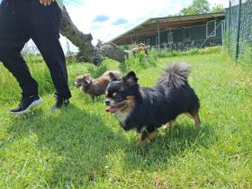 Chihuahua Treffen in Ungerndorf
