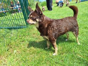 Chihuahua Treffen in Ungerndorf