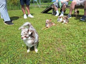 Chihuahua Treffen in Ungerndorf