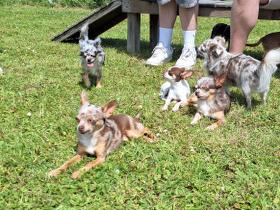 Chihuahua Treffen in Ungerndorf