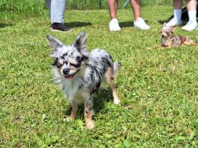 Chihuahua Treffen in Ungerndorf