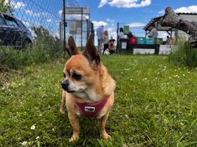 Chihuahua Treffen in Ungerndorf