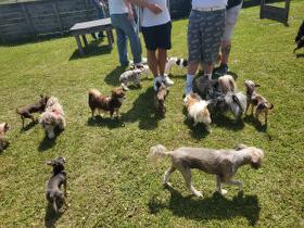 Chihuahua Treffen in Ungerndorf