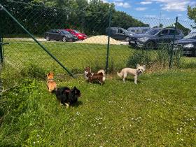 Chihuahua Treffen in Ungerndorf