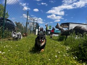 Chihuahua Treffen in Ungerndorf