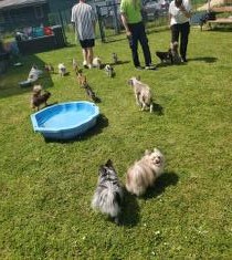 Chihuahua Treffen in Ungerndorf