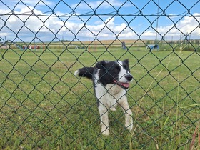 Ungerndorfer Ferienspiel & Vereinsfest Hundesportclub