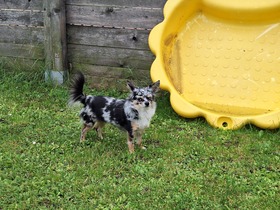 5. Chihuahua Treffen in Ungerndorf