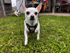 5. Chihuahua Treffen in Ungerndorf