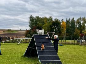 5. Chihuahua Treffen in Ungerndorf