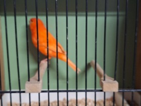 42. Kleintierausstellung in Laa/Thaya