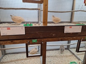 42. Kleintierausstellung in Laa/Thaya