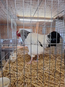 42. Kleintierausstellung in Laa/Thaya