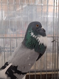 42. Kleintierausstellung in Laa/Thaya