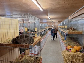 42. Kleintierausstellung in Laa/Thaya