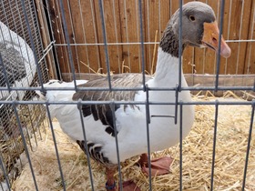 42. Kleintierausstellung in Laa/Thaya