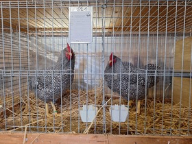 42. Kleintierausstellung in Laa/Thaya