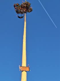 Maibaum 2026