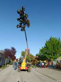 Maibaum 2026