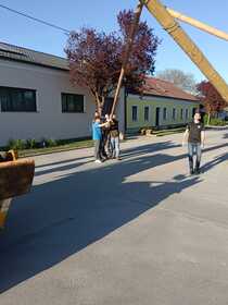 Maibaum 2026