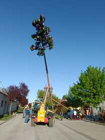 Maibaum 2026