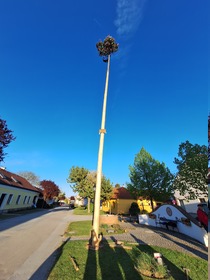 Maibaum 2026