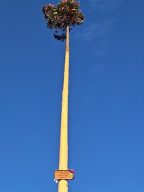 Maibaum 2026