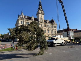 Maibaum 2026